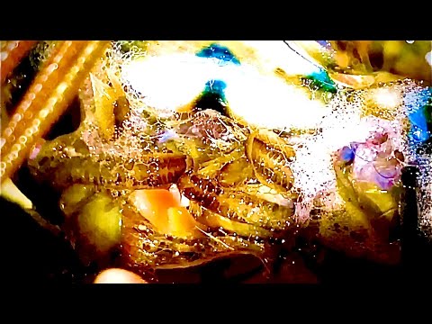 POOR MAN’S PROTEIN