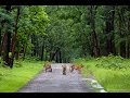 Wildlife of India by Wildnest 