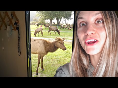 RVing with ELKS  in Redwood National and State Parks, CA