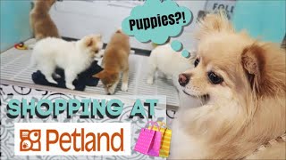 🛍SHOPPING AT PETLAND with my Pomeranian! *they sell puppies*😱🐶