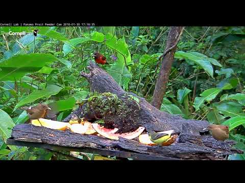 Red-legged Honeycreeper on the Panama Fruit Feeder Cam – Jan. 30, 2018