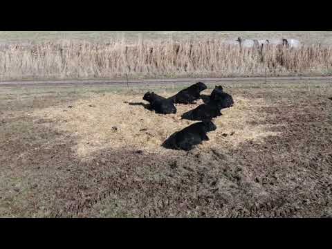 The happiest Angus bulls on the planet.