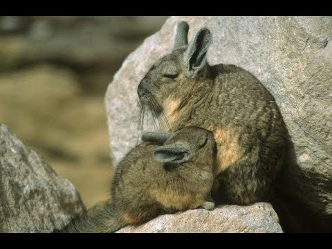 Dúo Hermanos García Zárate. "Vizcachita". Huayno Ayacuchano.