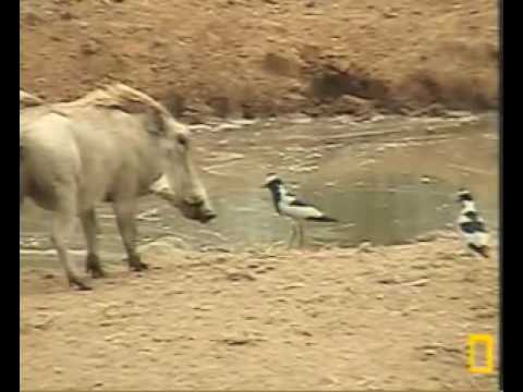 Lapwings vs. Warthogs  Pete's Pond  July 3, 2009