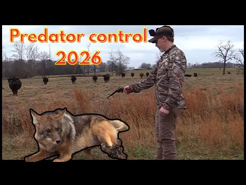 Coyote, Bobcat, Raccoon and Beaver Trapping 2026!! #trapper