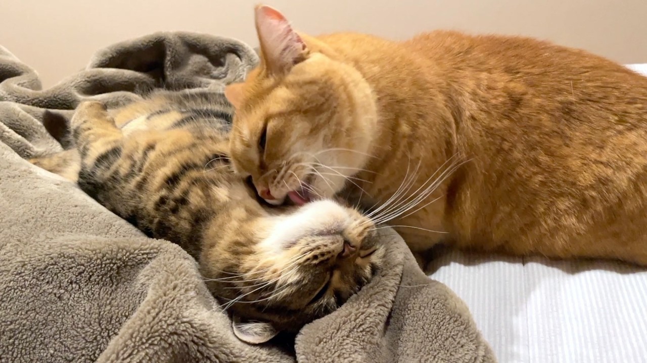 末っ子猫のお手入れはおまかせ！