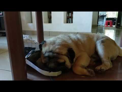 Pug snoring .... funny dogs video