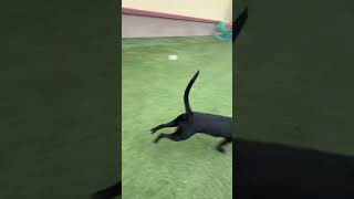 Video preview image #1 Labrador Retriever-Unknown Mix Puppy For Sale in The Woodlands, TX, USA