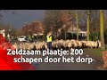 200 schapen trekken door straten van Helvoirt