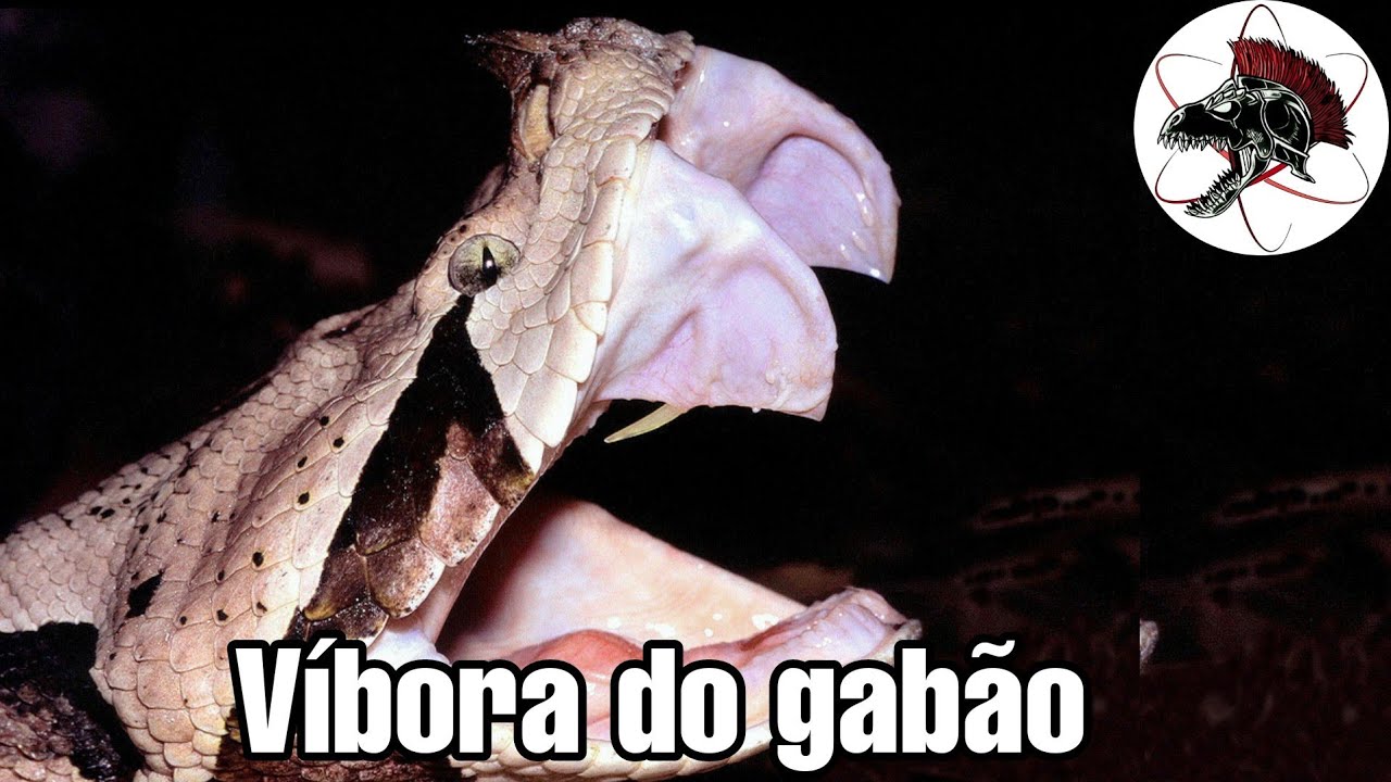 Víbora do gabão a Cobra com mais peçonha do mundo | Biólogo Henrique o Biólogo das Cobras