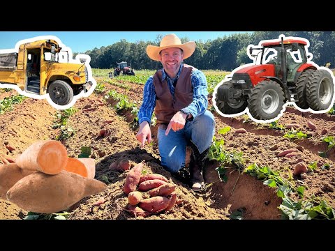 Farmer kneeling in a sweet potato field, pointing to freshly dug orange potatoes beside furrows with tractors in the background.
