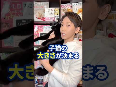 猫がする5つの面白いこと