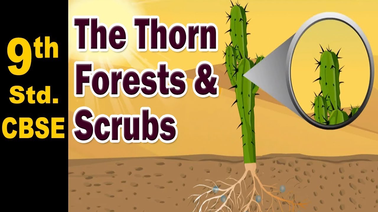 The Thorn Forests and Scrubs | 9th Std | Geography | CBSE Board | Home Revise