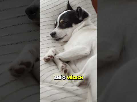 O Čem Se Tvému Psovi Každou Noc Zdá?🐶😳 #shorts