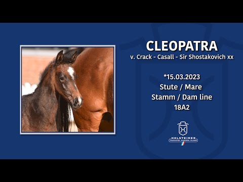 Holsteiner Fohlenauktion im Juni 2023 | Nr. 10 Cleopatra