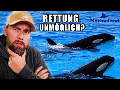 Rettung der Marineland-Orcas – Ist das wirklich realistisch? | Robert Marc Lehmann reagiert