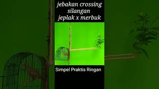 Download lagu jebakan perkutut crossing mp3