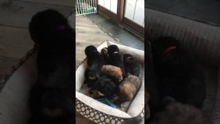 Video preview image #5 Tibetan Mastiff Puppy For Sale in SHEFFIELD LAKE, OH, USA