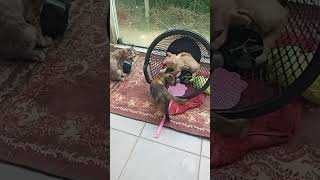 Download lagu Time Machine Cats !!!! Longest Daily Cat's Story mp3