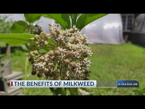 Watch Our Garden Grow: The Benefits of Milkweed