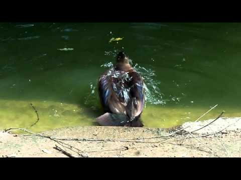 PATO TOMANDO BANHO - vídeo ney rocha