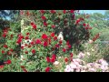 Miki Griff It S Been A Good Year For The Roses