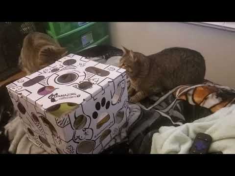 Why CatAzmazing Sliders is a great product!