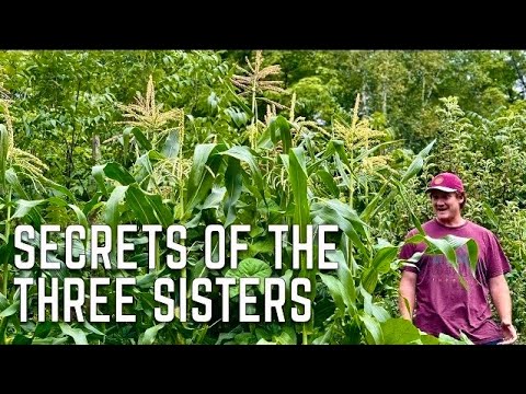 Secrets of the Three Sisters Garden - How it Works & Where it Originates From + My Irrigation System