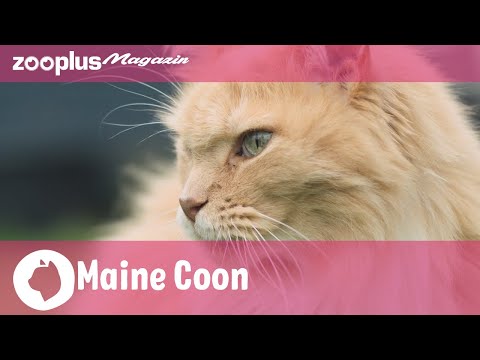 Maine Coon im Rasseporträt: Charakter, Haltung & Pflege | zooplus Magazin