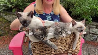 Pet CHEK: The fur is flying with tripod cat Barney and cute kittens from Itty Bitty Kitty Committee