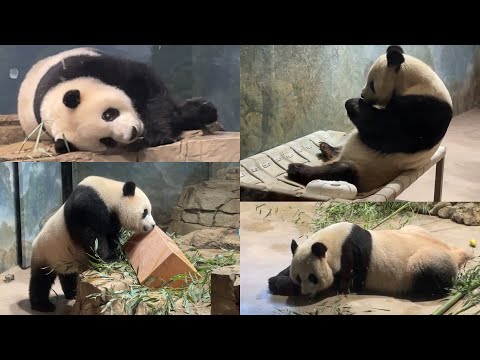 A nice day with Xiao Qi Ji, Tian Tian & Mei Xiang 💜😘🎁🐼👶🏻🐼🍯🥰💗 9/5/2023