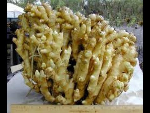 Cara terbaik untuk meningkatkan potensi Efek pada Pantocrinum potensi