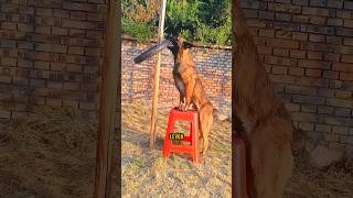Este cachorro Inteligente Fez algo impossível 🐶😅