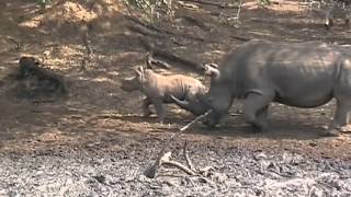 preview picture of video 'Rhino calf...Is this one the end of its species?'