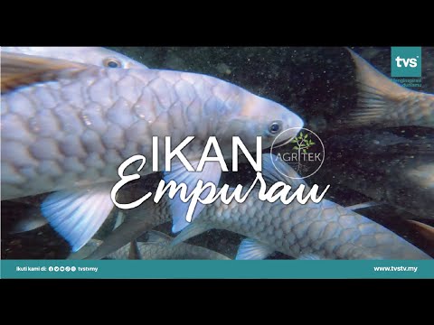 Download Ikan Empurau Sarawak 3gp Mp4 Codedwap