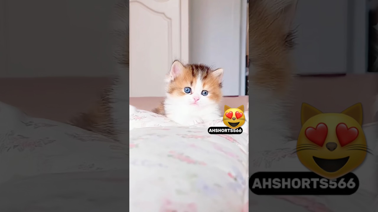 Cute Cat Shorts 🙀💖| #shorts #cat #shortsfeed #cute