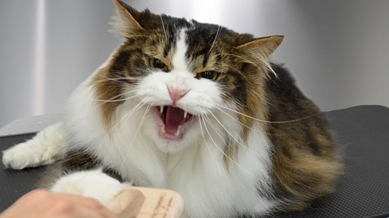 This Norwegian Forest Cat Can't Decide If He Loves Or Hates The Groomers 😂