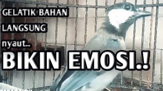 Download lagu pancingan gelatik batu bahan, gelatik batu bahan pasti nyaut, 17/2/2021 mp3