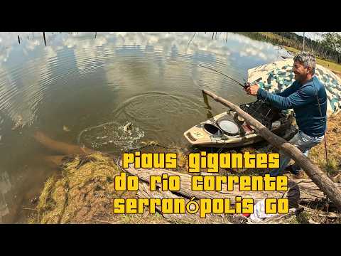 Pescaria de piaus, pacus e tucunaré no rio Corrente, Serranópolis GO