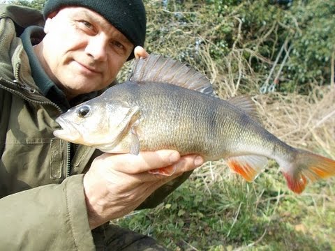 An effective canal perch leger rig