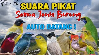 Download lagu Suara Pikat Semua Jenis Burung Paling Ampuh 🔊🐦 Auto Datang!  mp3