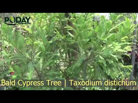 Bald Cypress Tree | Taxodium distichum