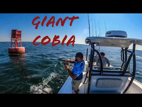 **PULLING GIANT COBIA OFF BIG SHIPPING CHANEL MARKERS!!**