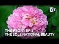 The Sole National Beauty The Peony Part 1 China Documentary