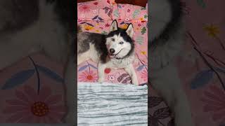 Husky indicating to switch on the AC after power cut.#husky #airconditioner #huskylovers #black