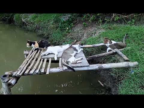 Cuts funny cat kitty #catlover😘🥰