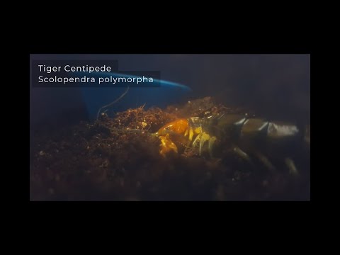 Stonožka premenlivá (Scolopendra polymorpha) — terárium, kŕmenie a správanie