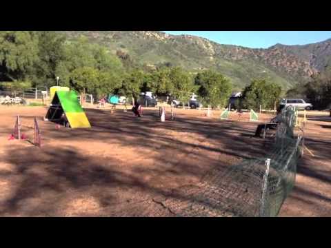 02/17/2013: Smart, AKC, Time 2 Beat 20", 1st place/Q