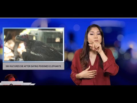 500 vultures die after eating poisoned elephants (ASL - 6.22.19)