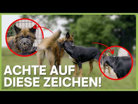 Hundebegegnung richtig deuten | Körpersprache live erklärt